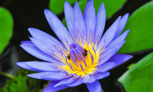 Unlocking the Secrets of Blue Lotus Tea: Benefits for Sleep, Dreams, and Desire