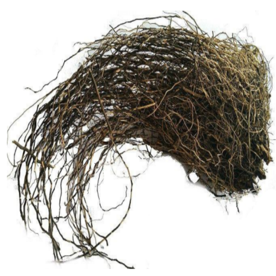 Organic Maral Root