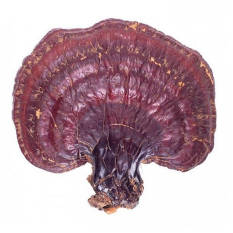 Organic Reishi Mushroom